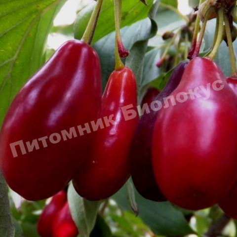 Кизил Николка