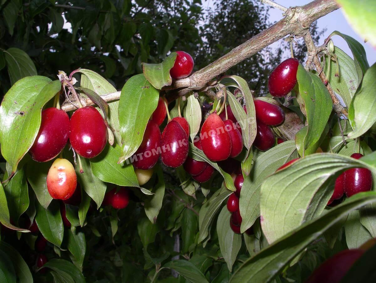 Кизил Приорский