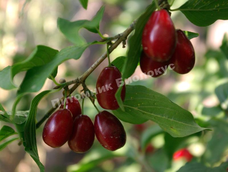 Кизил Радость