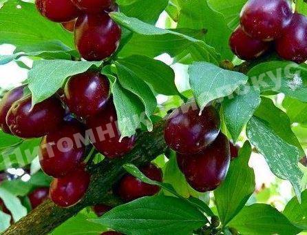 Кизил Семен