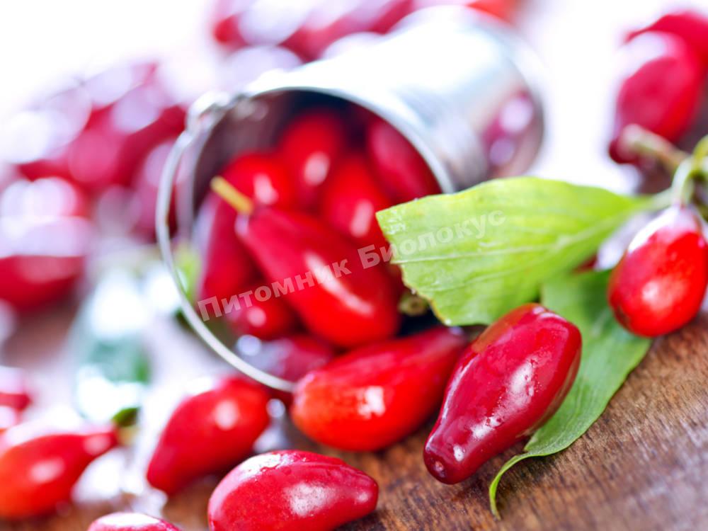 Кизил Вавиловец