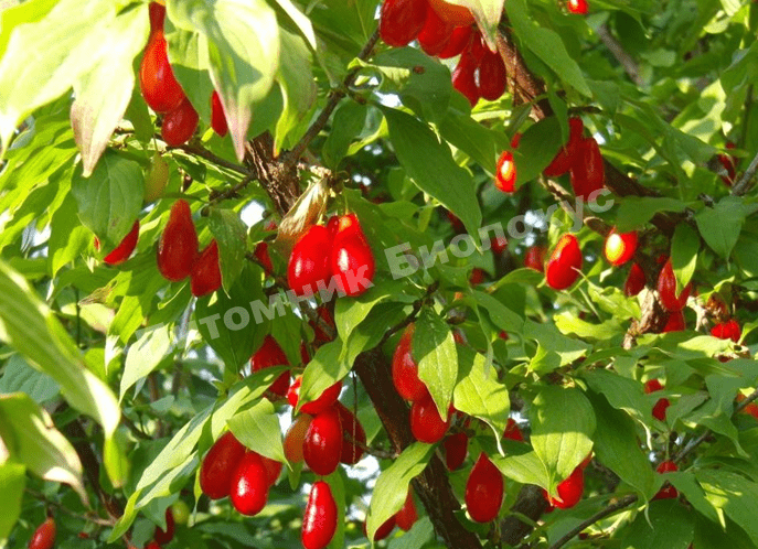 Кизил Владимирский