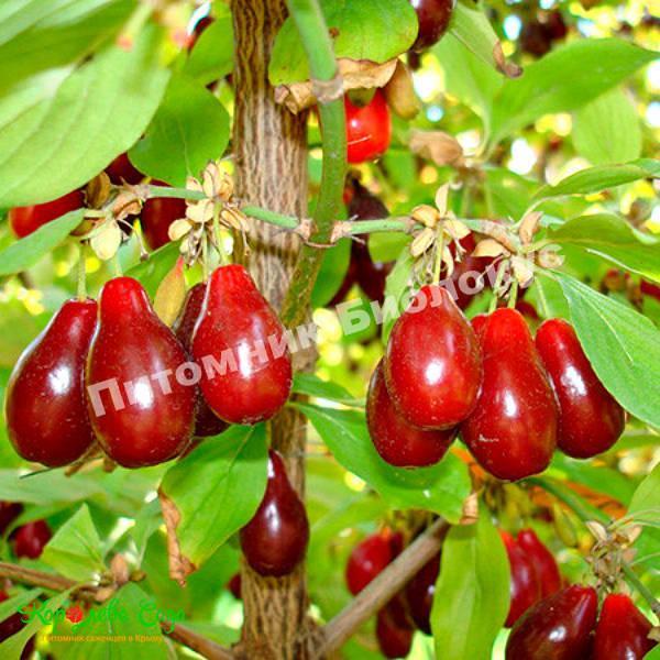 Кизил Выдубицкий