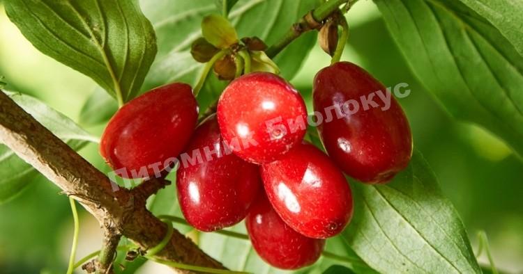 Кизил Ямайский