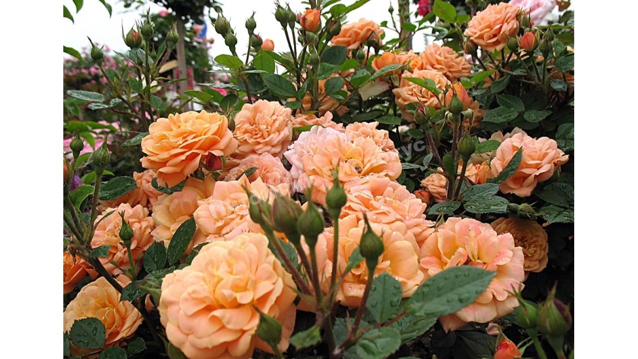 Роза бордюрная Клементин