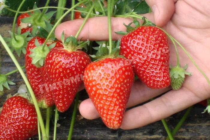 Клубника Альба