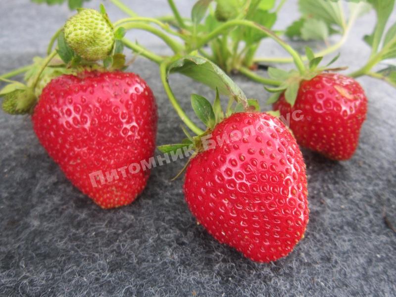 Клубника Альбион