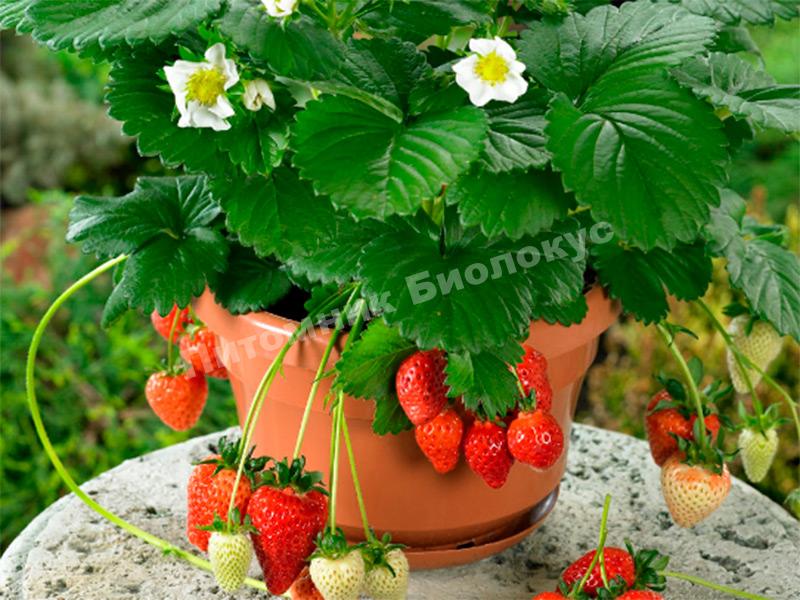 Клубника Белтран