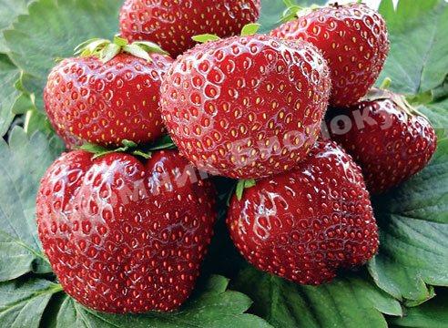 Клубника Богема