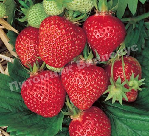 Клубника Боровицкая