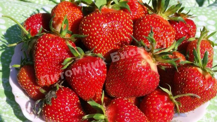 Клубника Царица