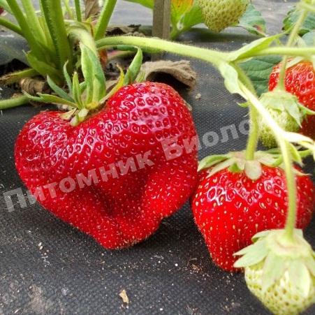Клубника Чамора туруси