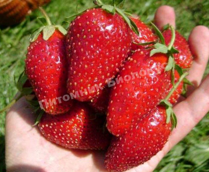 Клубника Дивная