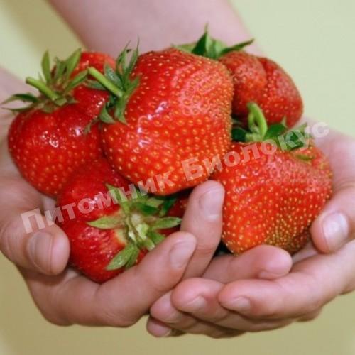 Клубника Эльсанта