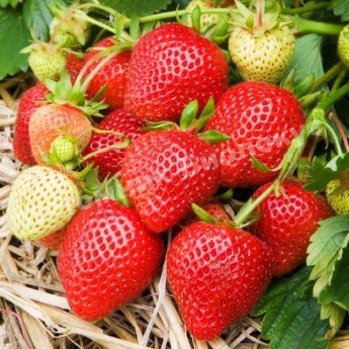 Клубника Флоренс