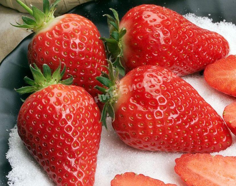 Клубника Гаригуэтта