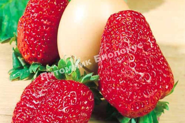 Клубника Геркулес