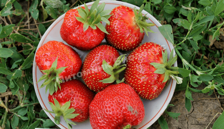 Клубника Гигантелла