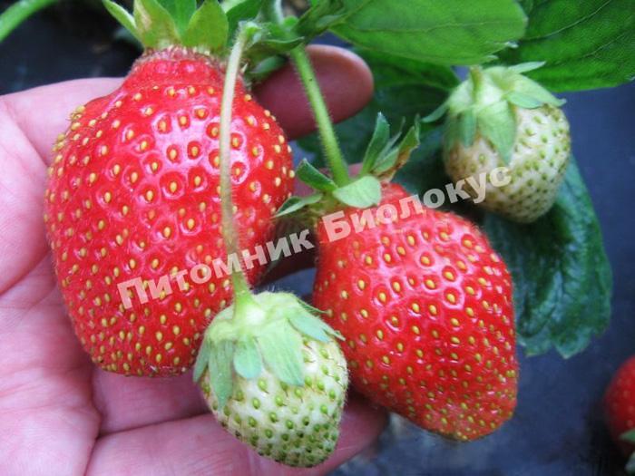 Клубника Гигантский деликатес