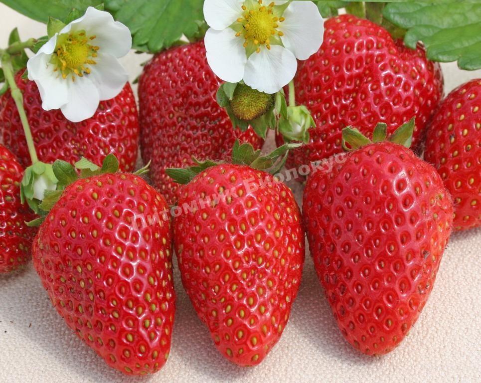 Клубника Гранд Роса