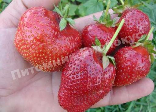 Клубника Кама