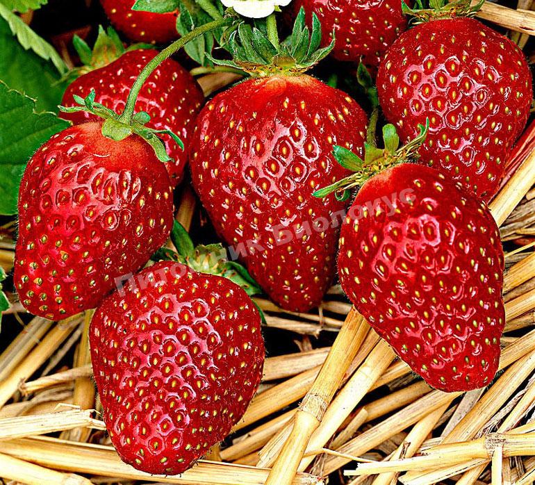 Клубника Корона