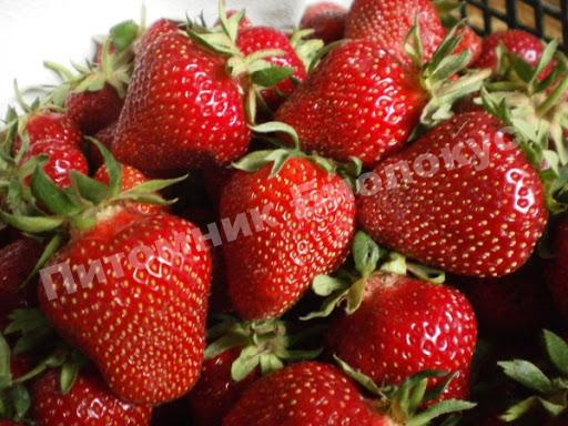 Клубника Ламбада