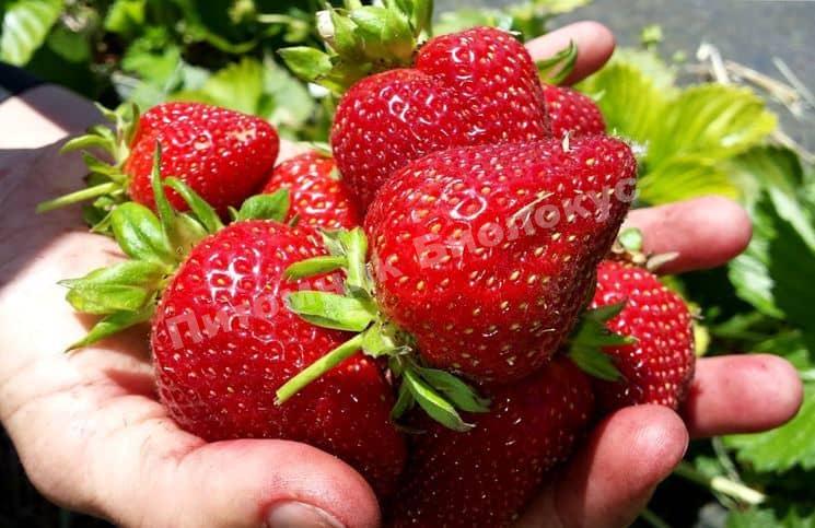 Клубника Маэстро