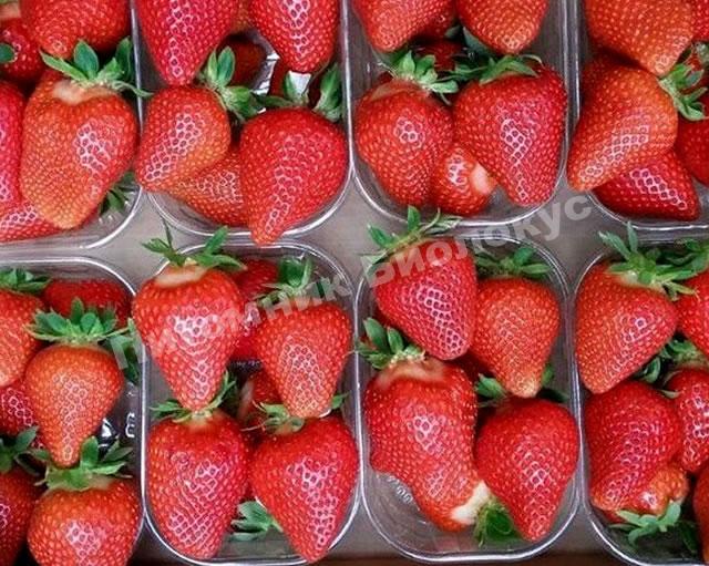 Клубника Мальга