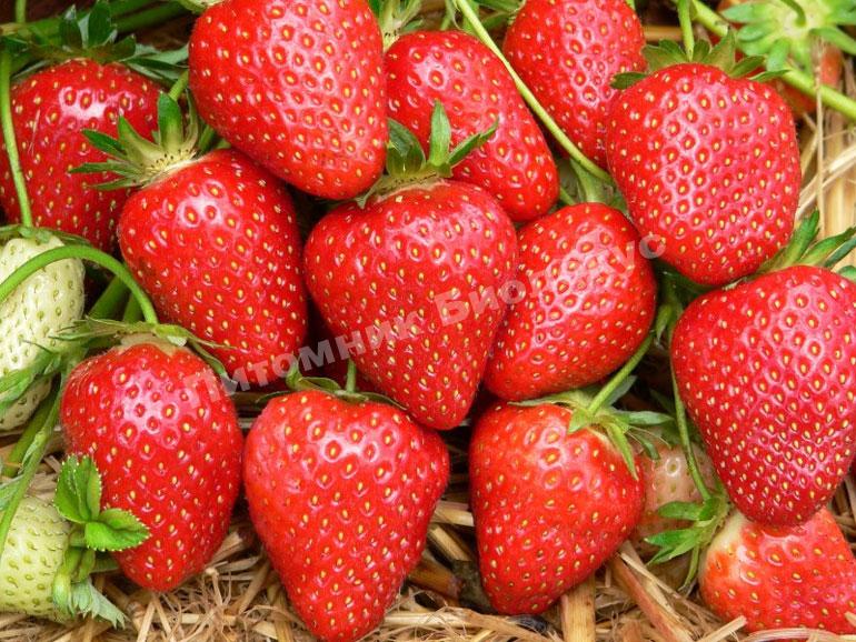 Клубника Мальвина