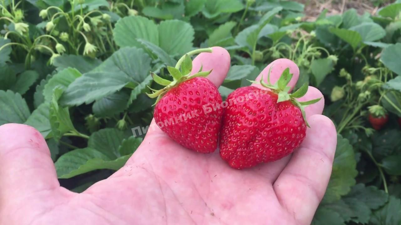 Клубника Мара де буа