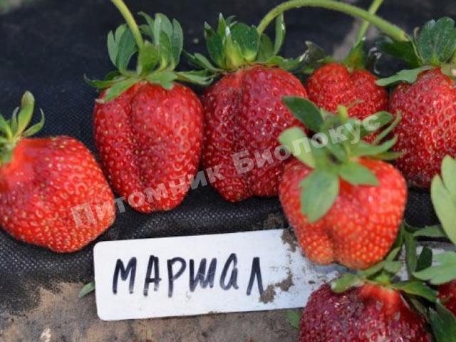 Клубника Маршал