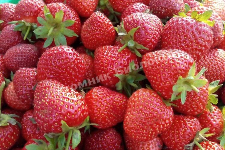 Клубника Октава