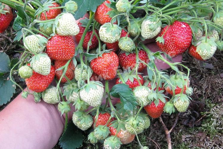 Клубника Ольвия