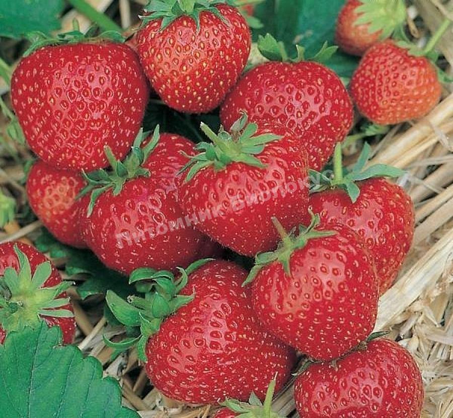 Клубника Ред Гонтлет