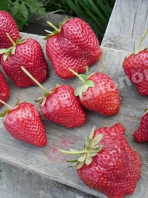 Клубника Роксана