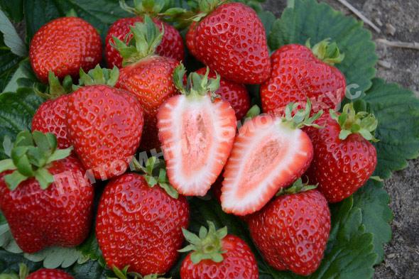 Клубника Сан Андреас