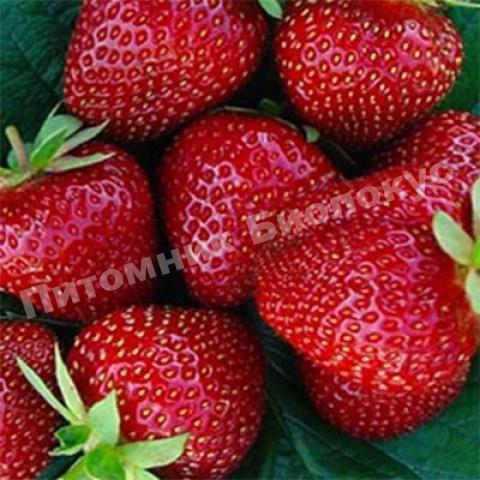 Клубника Сельва