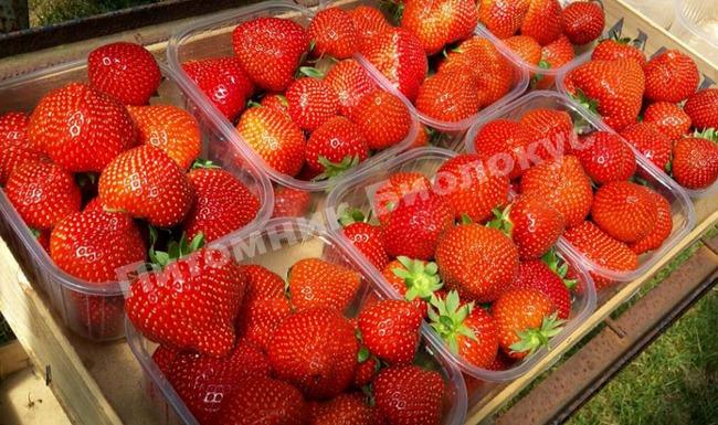 Клубника Сенсация