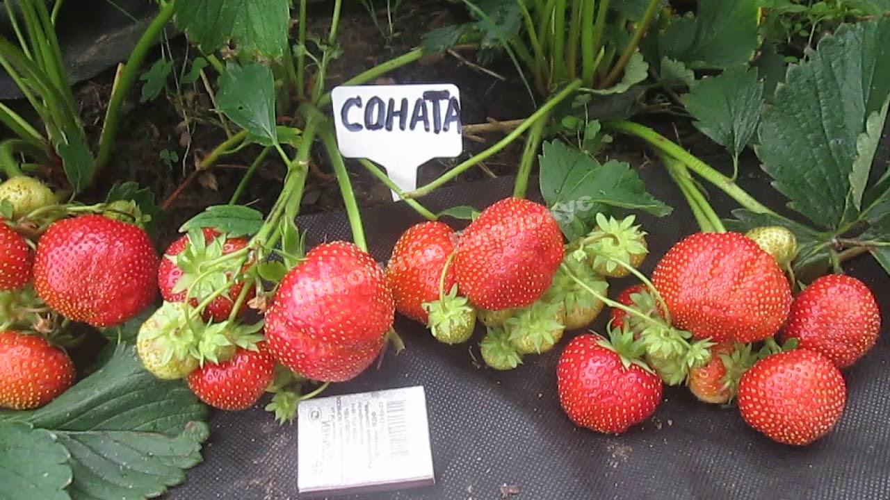 Клубника Соната