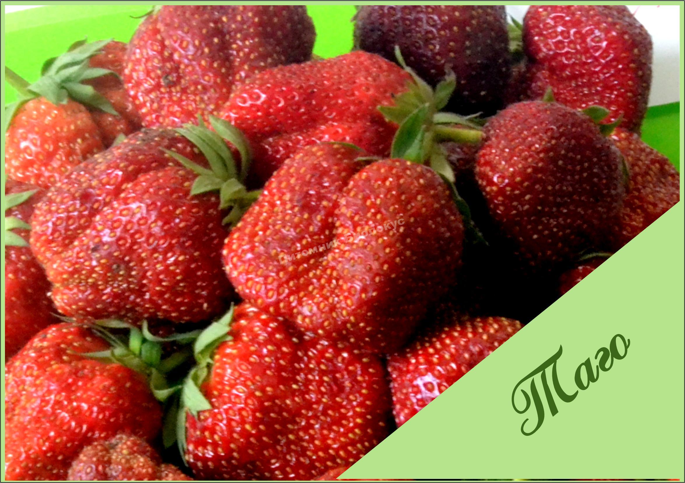 Клубника Таго