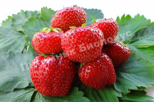 Клубника Вима Ксима