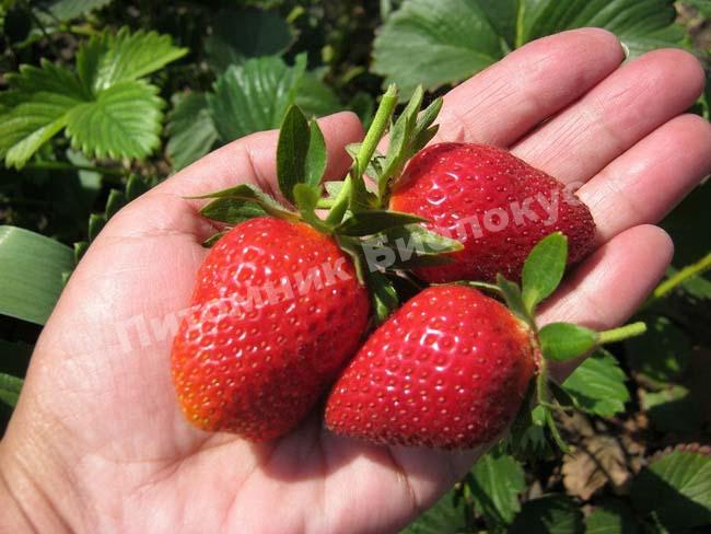 Клубника Вима Рина