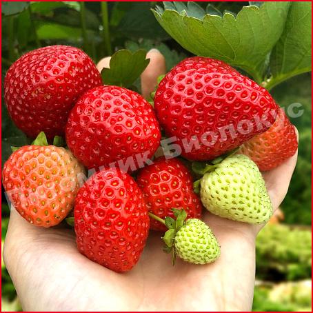 Клубника Хадемар