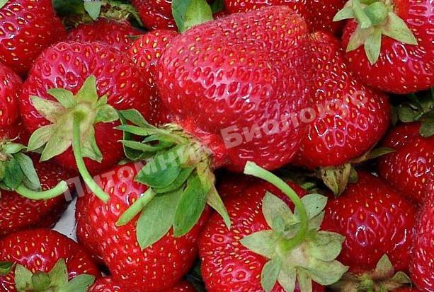 Клубника Хоней