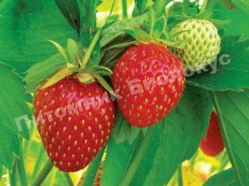 Клубника Симфония