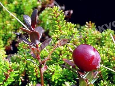 Клюква американская