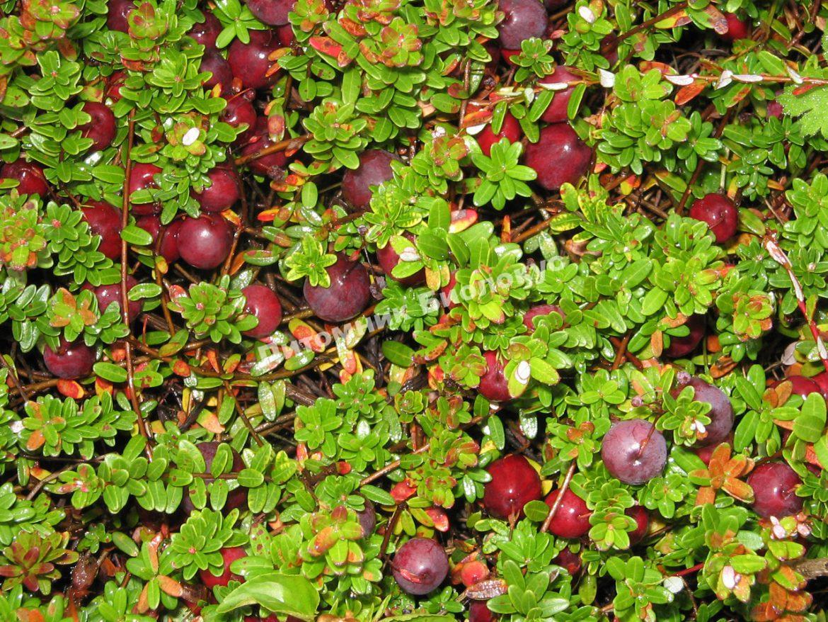 Клюква Бен Лир