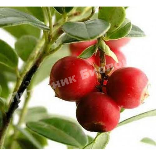 Клюква Бергман