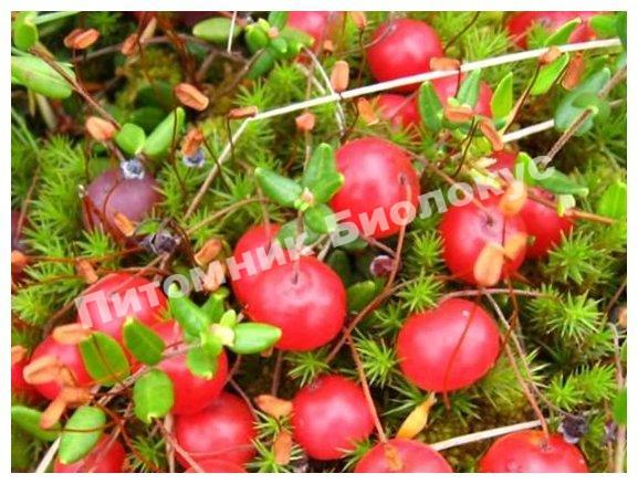 Клюква Блэк Вейл